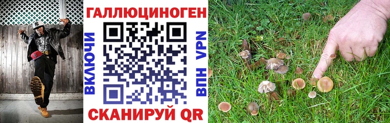 наркота  Тамбов  Галлюциногенные грибы Psilocybine cubensis 